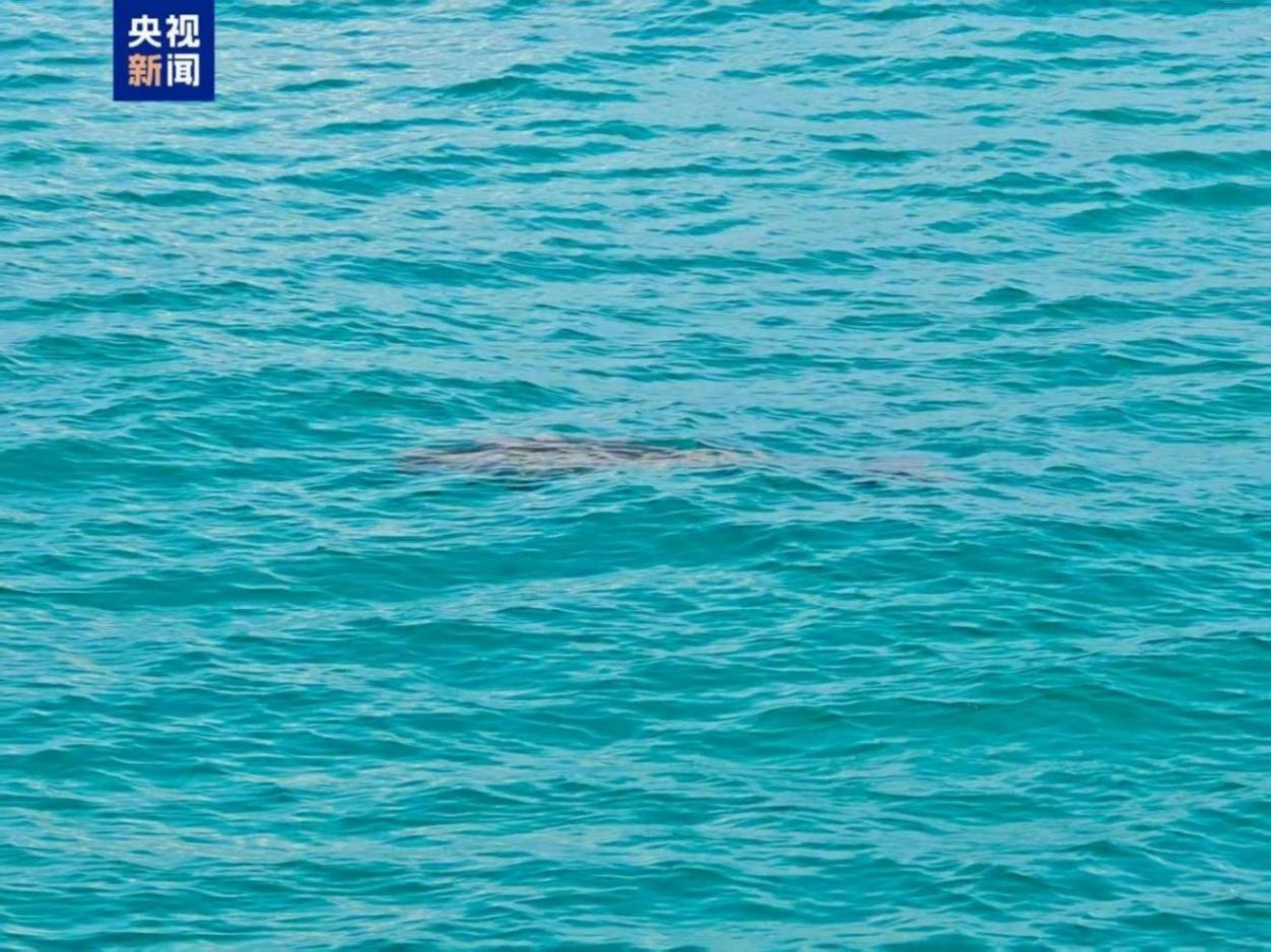 全球最古老海洋哺乳動物現身南海