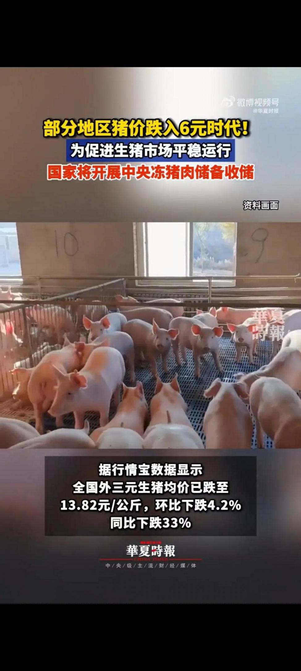 養殖戶養一頭豬虧36元