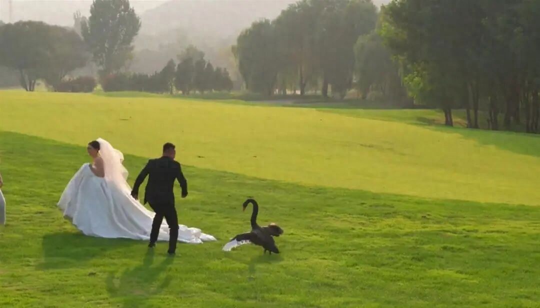 新人拍婚紗照遭遇“黑天鵝搶新娘”,新郎:當時有點害怕,最后用捧花將天鵝趕走
